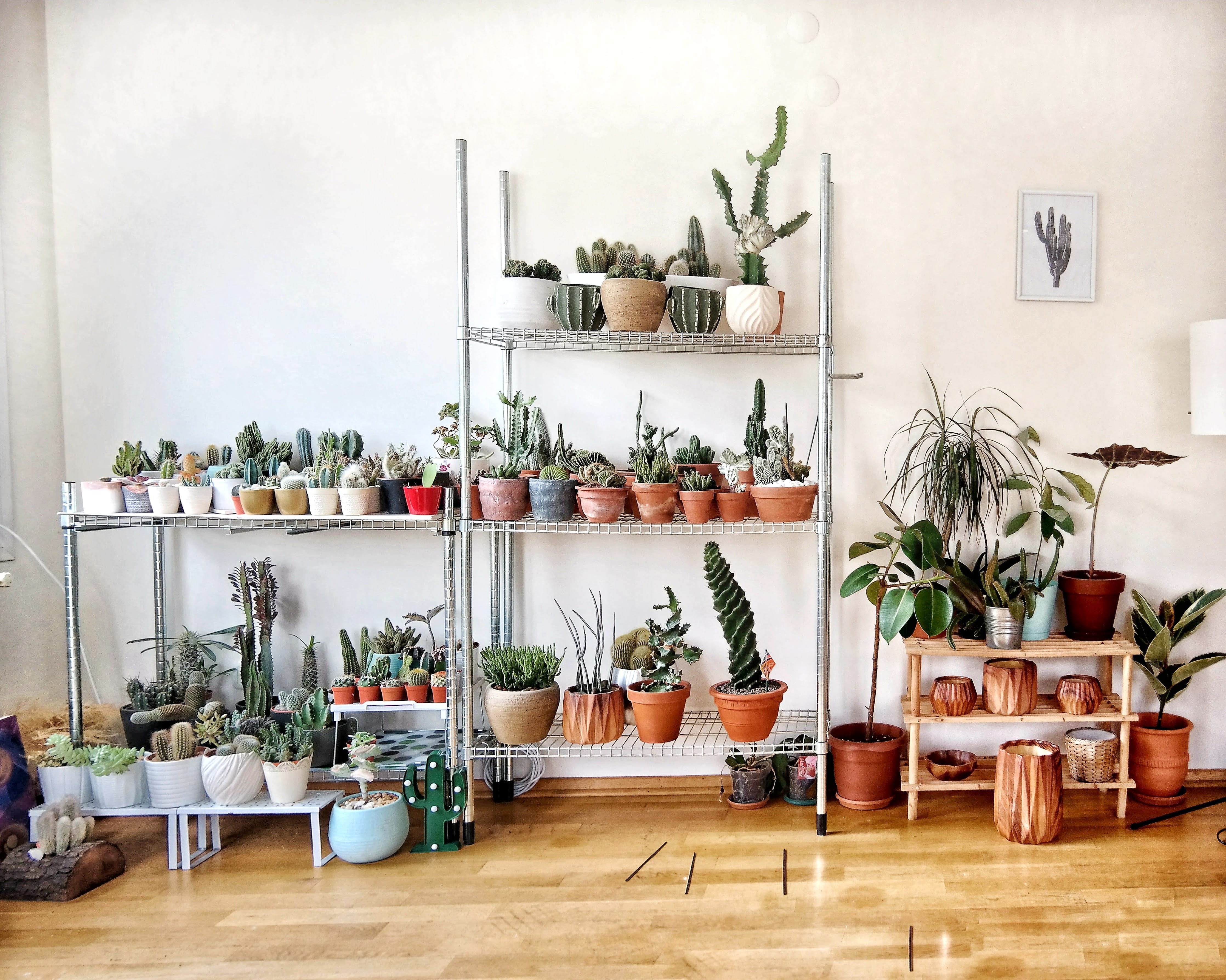 Mulitple house plants placed on shelves.