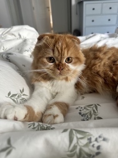 Orange and white cat.