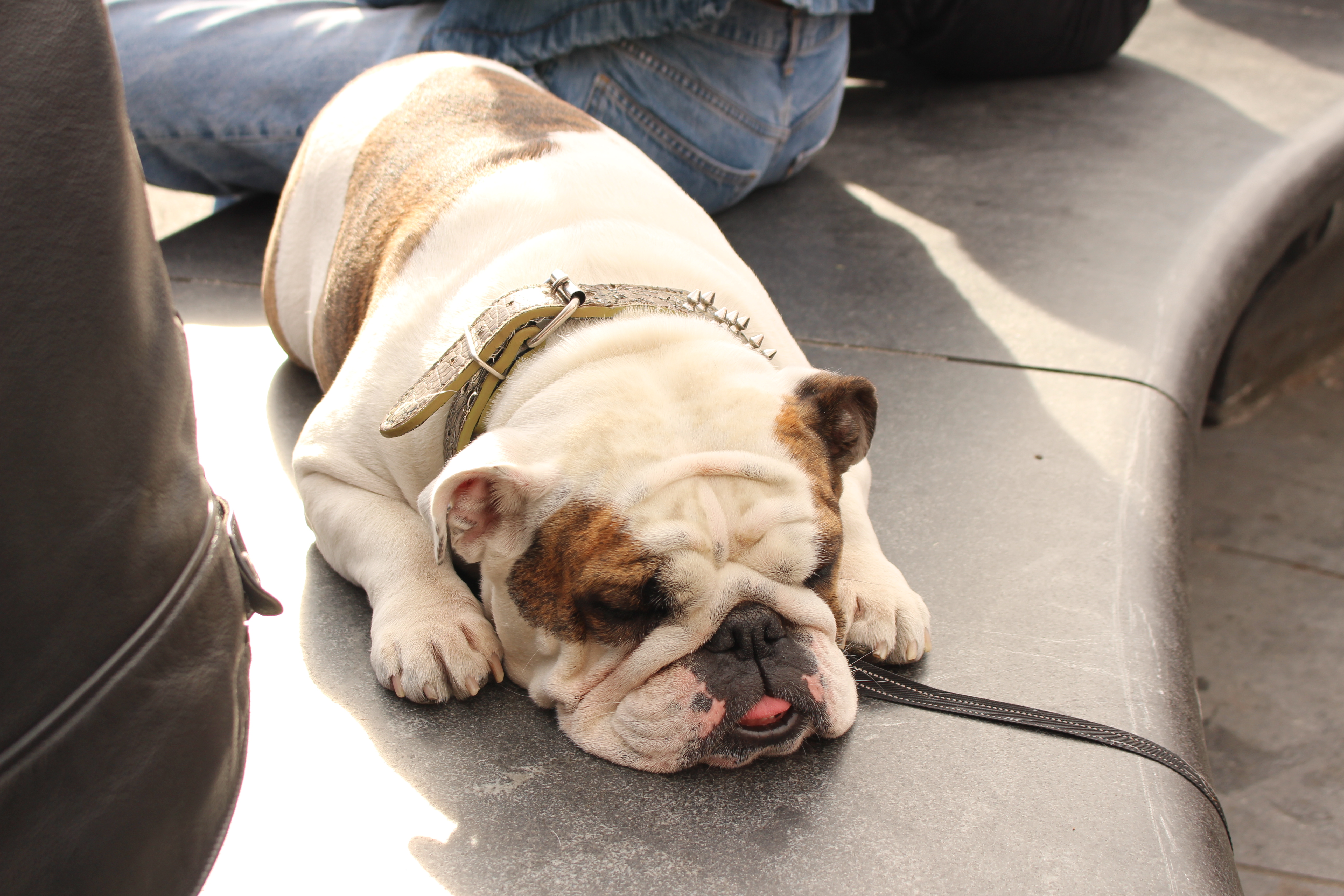 pitbull lying on the floor