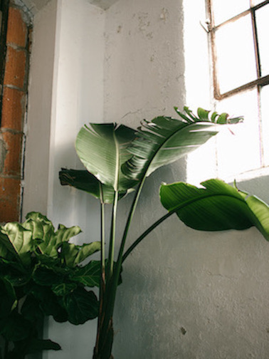 One plant standing next to a window.