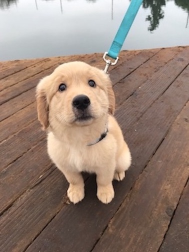 Puppy on a leash looking up.